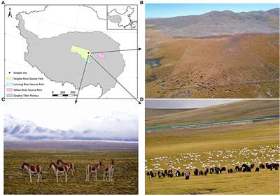 The Gut Microbiota Determines the High-Altitude Adaptability of Tibetan Wild Asses (Equus kiang) in Qinghai-Tibet Plateau